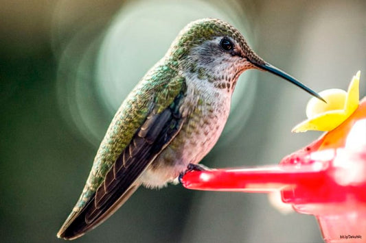 Quieres tener colibríes en tu jardín? Aquí te contamos cómo
