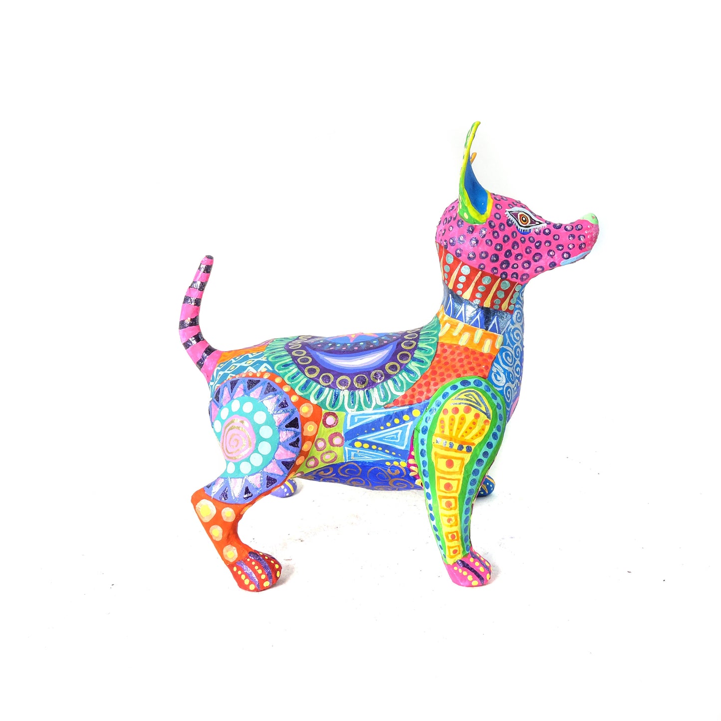 Xolo Gordito Colores