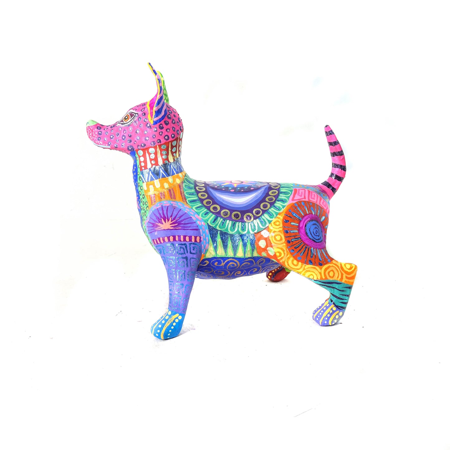 Xolo Gordito Colores