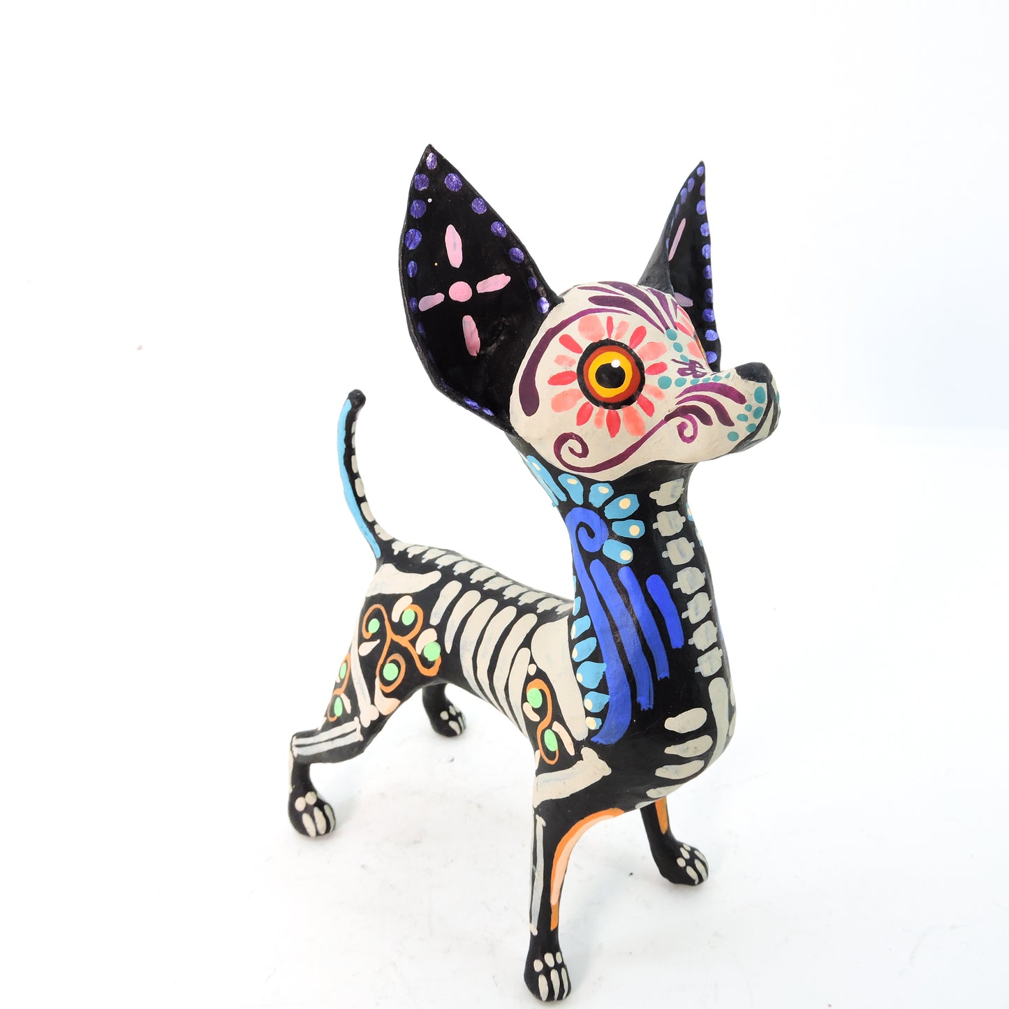 Chihuahua Parado Azul