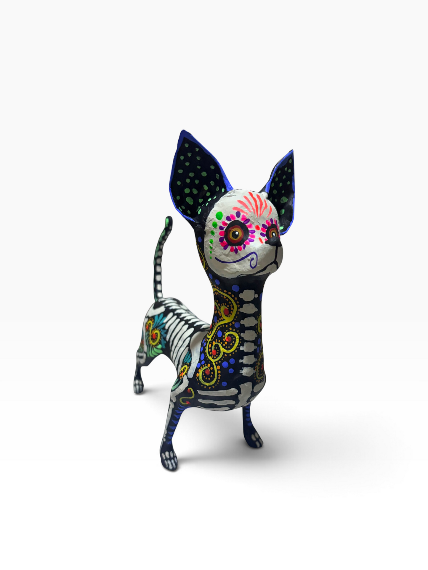 Chihuahua espiral azul