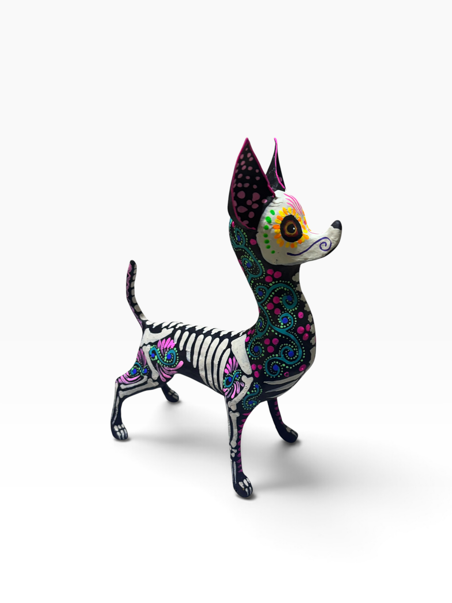 Chihuahua espiral azul
