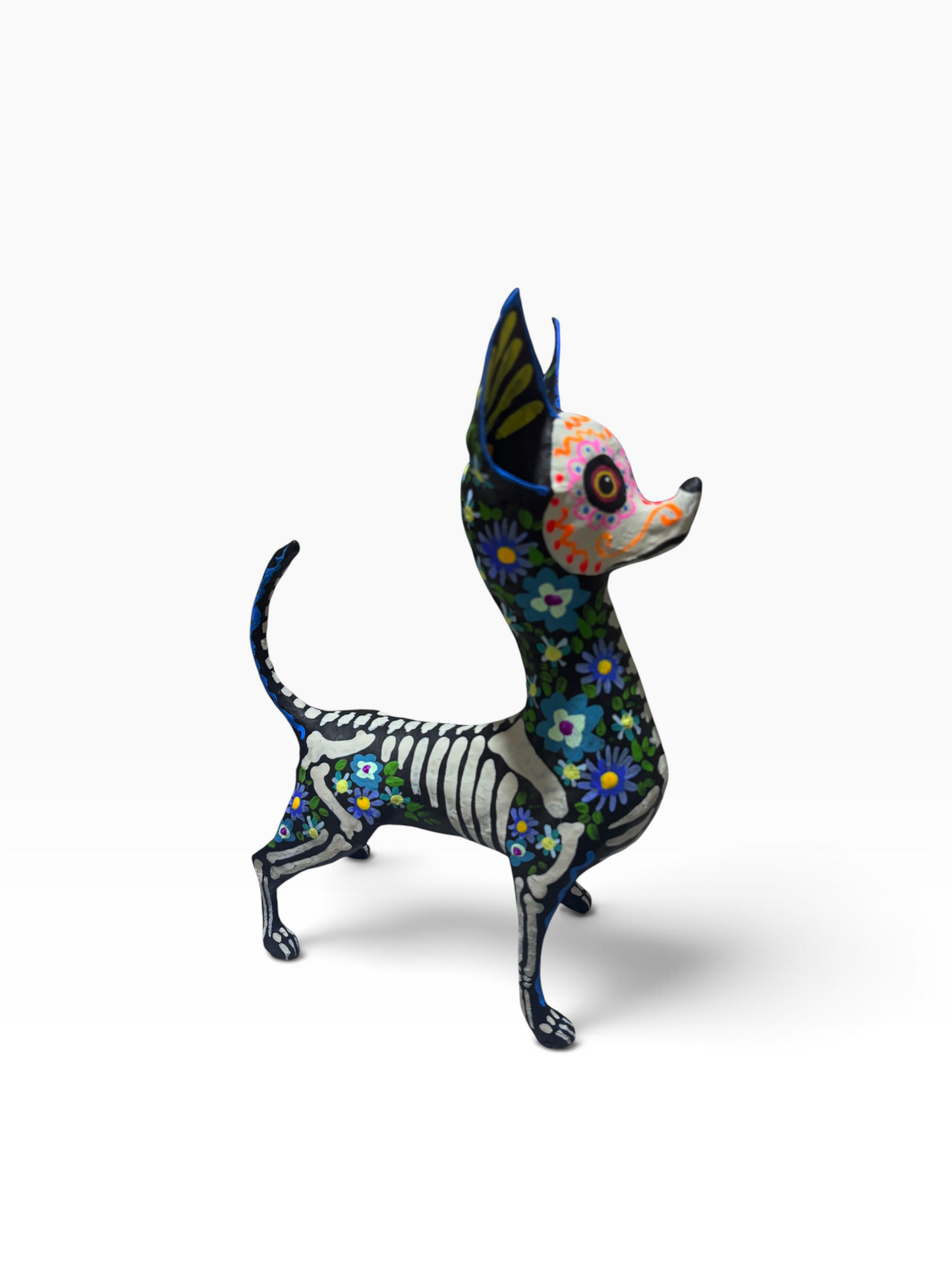 Chihuahua Trix Azul