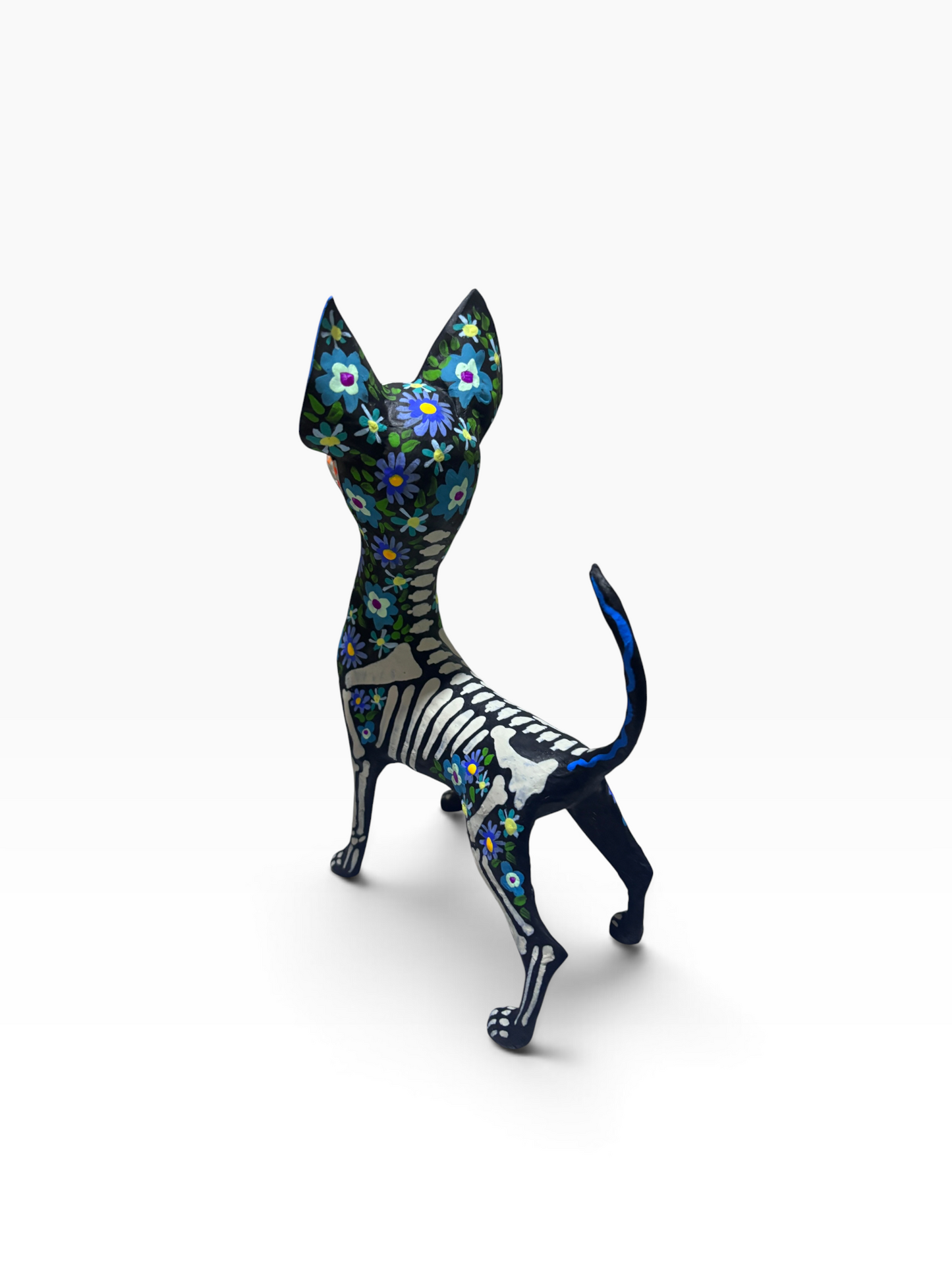 Chihuahua Trix Azul