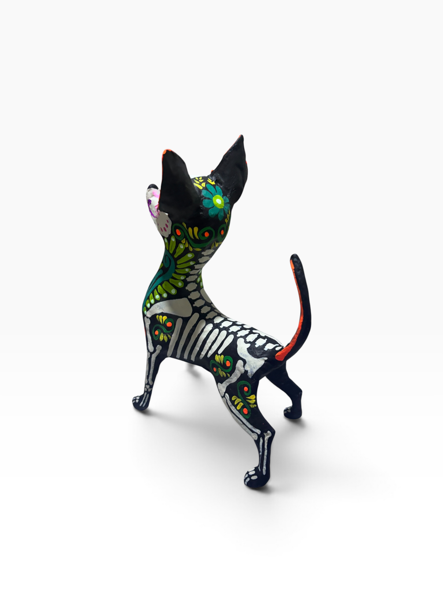 Chihuahua Ollin Verde
